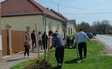 Faültetés Barbacson