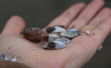 Kagylókkal tisztít vizet egy magyar vállalkozás 
