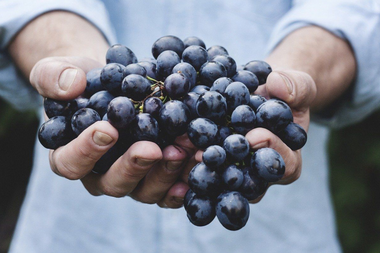 Meghaladhatja a 4 millió mázsát az idei szőlőtermés