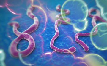 Világbank-elnök: 'Vesztésre állunk az ebola elleni csatában'