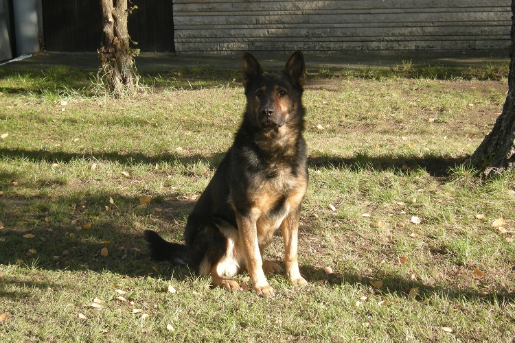 Képzett kutyákat vásárol a rendőrség