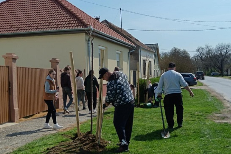 Faültetés Barbacson