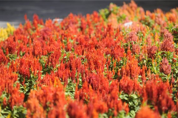 Magyar nemesítésű virág a világ dísznövénye 2013-ban