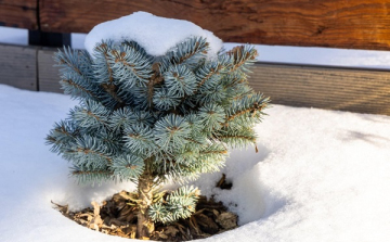 Februári teendők a kertben