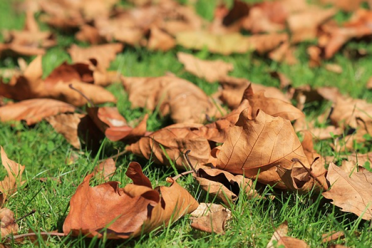 Égetés helyett összegyűjtik az avart Rábatamásiban
