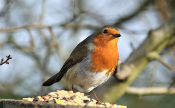 Őszi erdei tábor Göbös-majorban