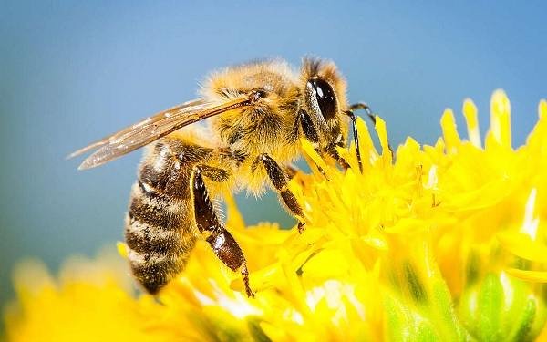 10 méhbarát növény erkélyre és kertbe