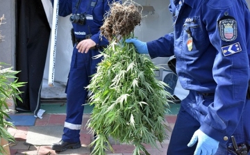 Rábcakapin és Lébényben tartóztattak le kábítószer termesztőket a rendőrök