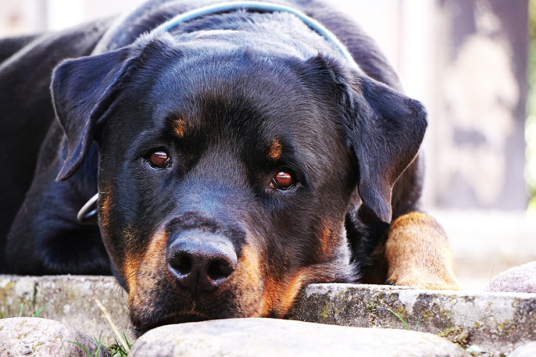 Ebek veszettség elleni kötelező védőoltása Csornán
