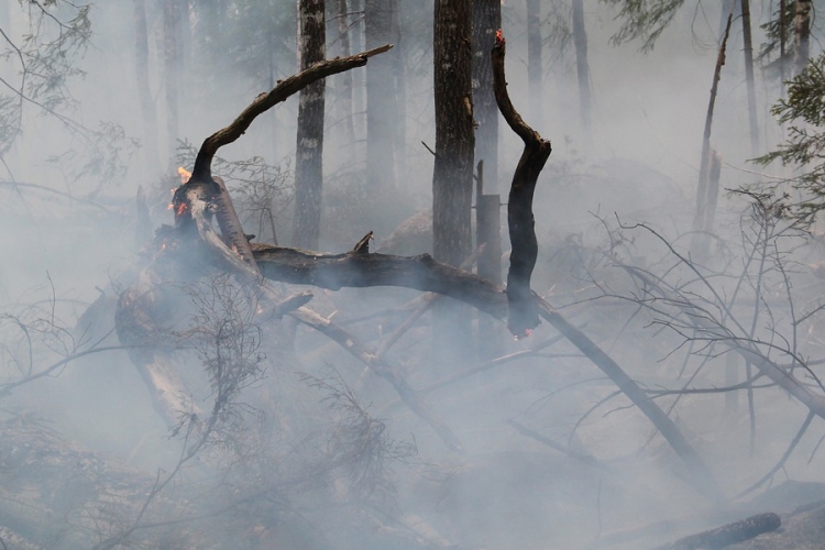 Magas az erdőtüzek kockázata a hőség miatt