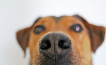 A kutyák jutalomérzékenységét kutatta az ELTE 