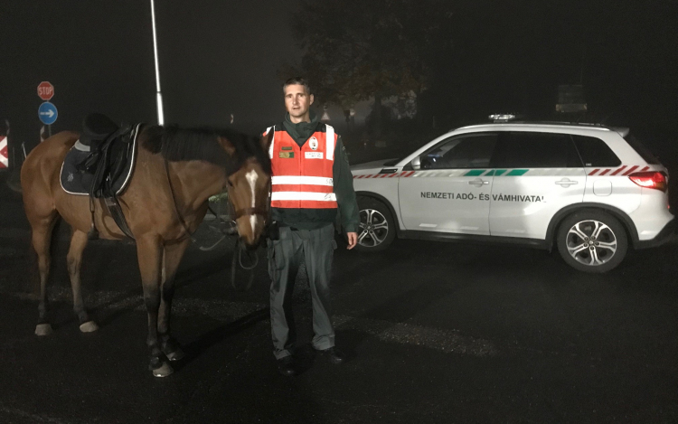Kóbor lovat találtak Sopronnál a NAV-osok