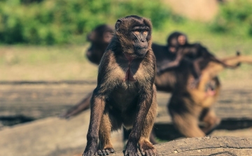 Hetven majom szökött meg egy állatkertből Japánban