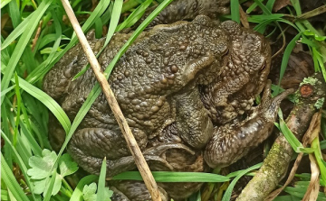 Megkezdődött a békák vonulása