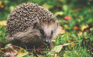 Természetbarát kertgondozás