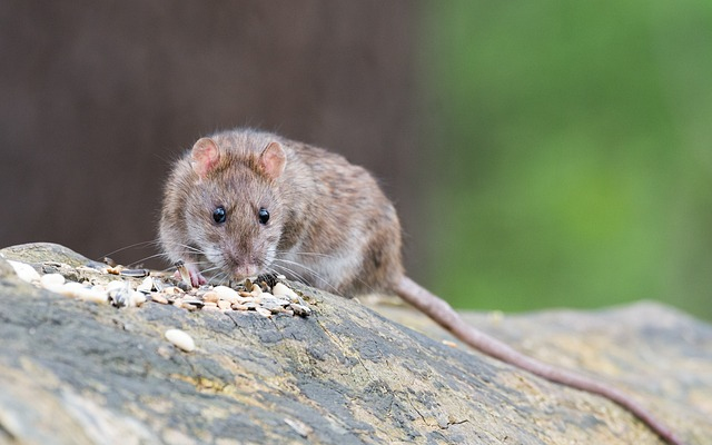 Védekezni kell a patkányok elszaporodása, és az általuk terjesztett fertőzések ellen