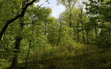 Az erdő sokkal több mint fa