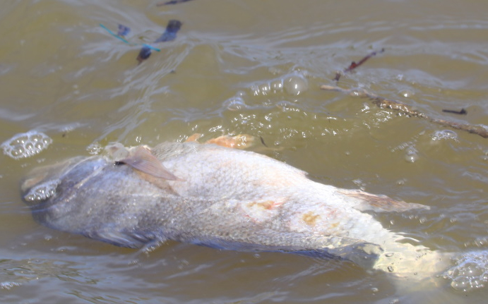 Többmillió hal pusztult el egy ausztráliai folyóban