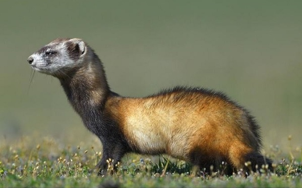 Az év természeti értékei