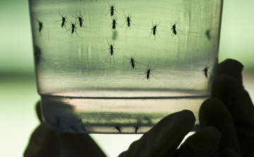 Először figyelték meg kutatók, miként károsítja a magzat agyát a zikavírus