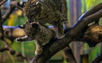 Ritka macskaféle született a Nyíregyházi Állatparkban