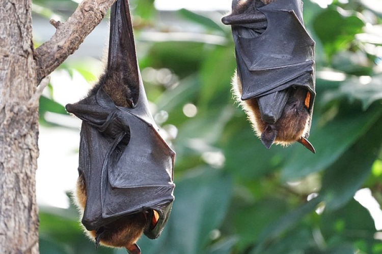Denevérek éjszakája a Lés-erdőben