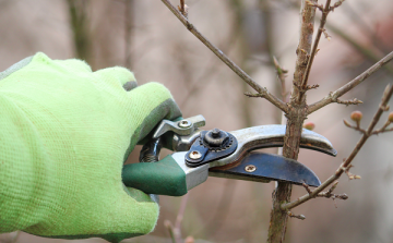 Így élesszük újra a kertet