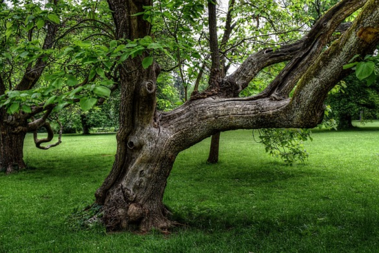 Ember, természet, fotográfia