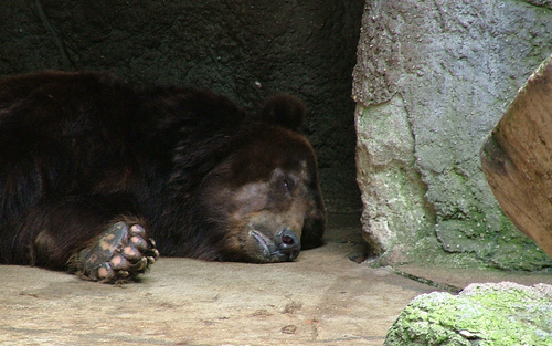 Nem látszott a medveárnyék, rövid lesz a tél