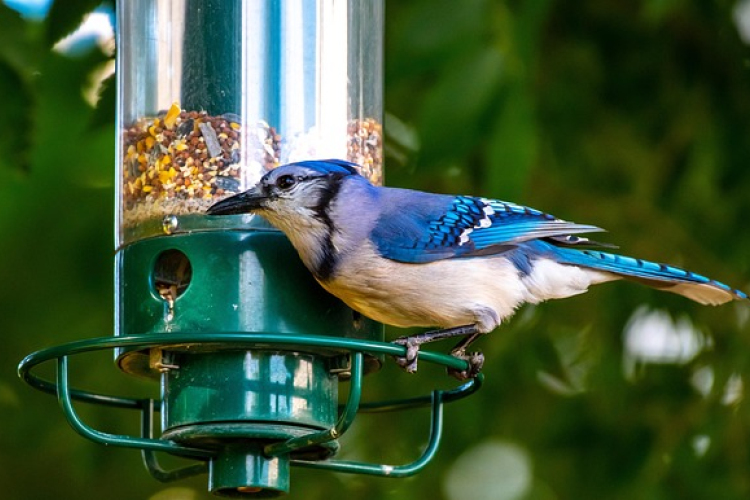 Madárbarát kert képzés