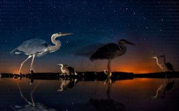 Magyar természetfotós nyerte a BBC világversenyének egyik kategóriáját 