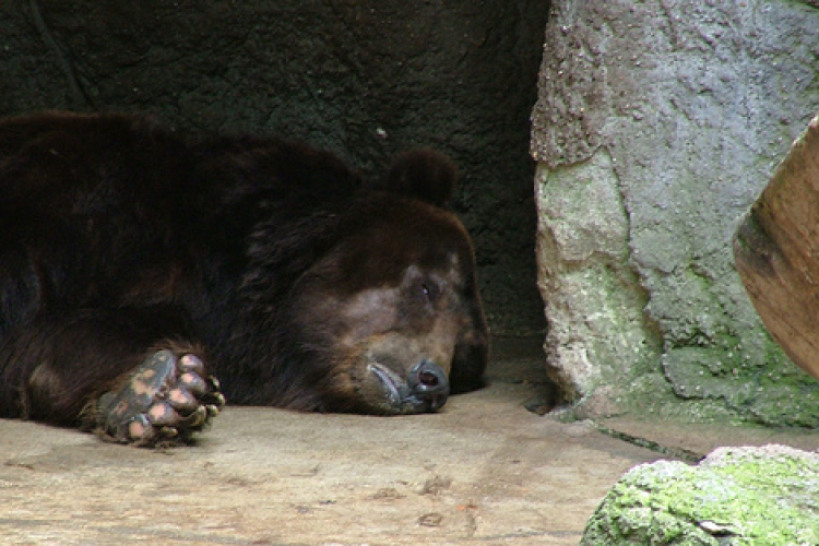 Nem látszott a medveárnyék, rövid lesz a tél