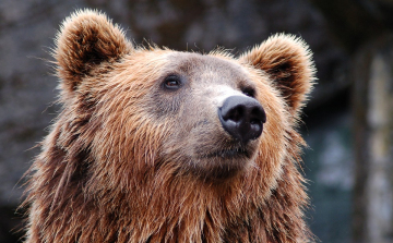Két medvét is láttak kóborolni Pest megyében