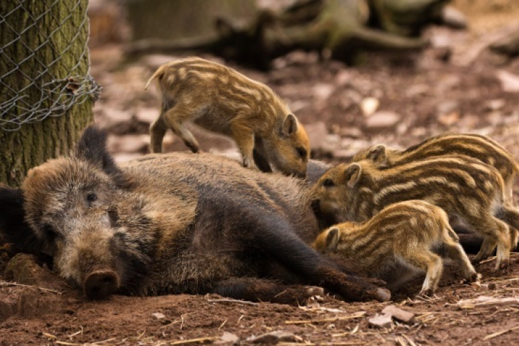 Vadásztábor Göbös-majorban