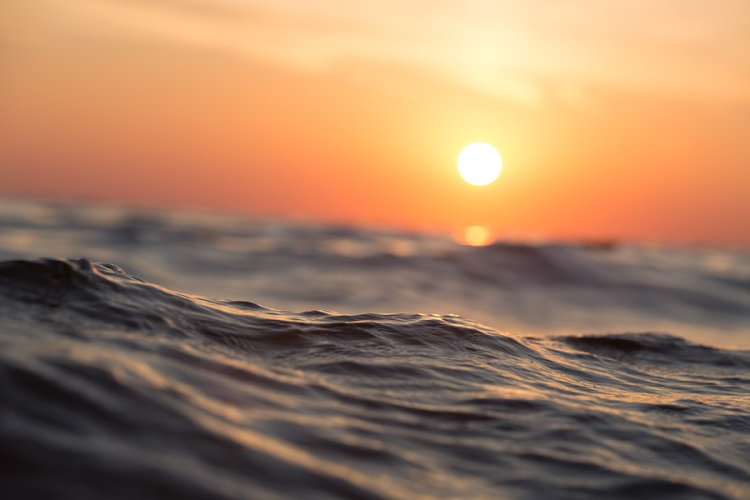 Az óceánok melegedésével a tengeri állatok a sarkvidékek felé vonulnak