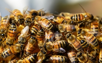Veszélyesek lehetnek a méhek és a darazsak