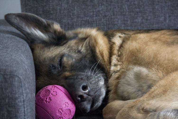 A kutya már több mint 11 ezer éve segíthetett vadászni az embernek