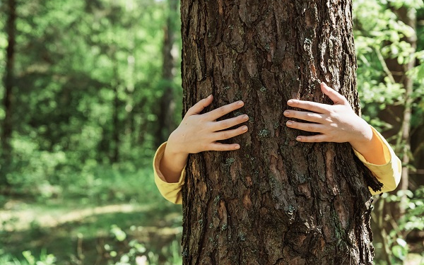 Hogyan lehet az erdőt közelebb hozni a diákokhoz? 