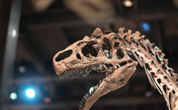 Újabb dinoszauruszfajt azonosítottak Ausztráliában