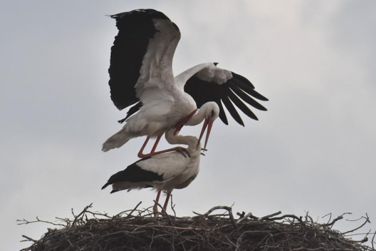 Újra Rábapatonán van az ország legöregebb gyűrűs gólyája
