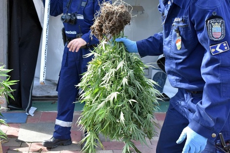 Rábcakapin és Lébényben tartóztattak le kábítószer termesztőket a rendőrök