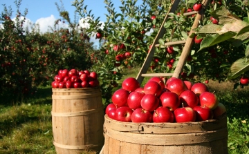 December 31-ig lehet bejelenteni az engedély nélkül telepített gyümölcsültetvényeket