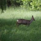 Őz a csornai Vilmos-parkban