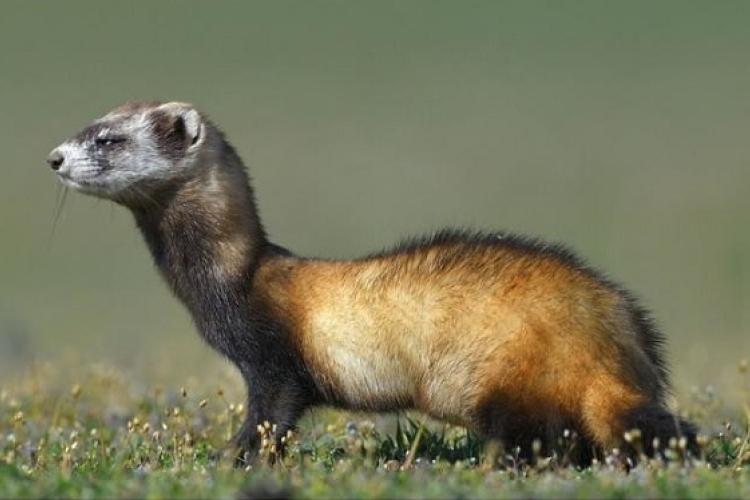 Az év természeti értékei