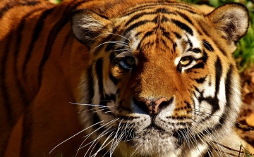 Lelőttek egy cirkuszból elszabadult tigrist Párizsban, a gazdáját őrizetbe vették