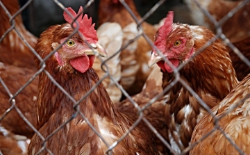 Bács-Kiskun és Csongrád megyében már 226 állattartó telepen mutatták ki a madárinfluenzát