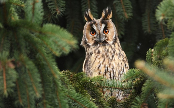 Rengeteg baglyot számláltak a Rábaközben