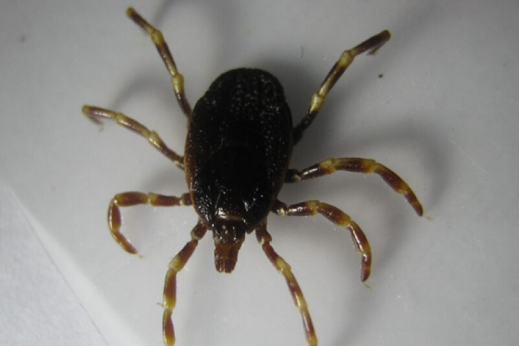 Új, veszélyes kullancsfajta terjedését segíti a klímaváltozás