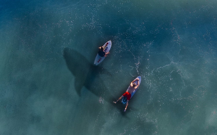 Filmbe illő, drámai mentőakcióban mentette meg lányát egy fehér cápától
