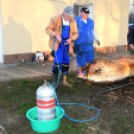 Hagyományőrző disznóvágás Vágon! 
